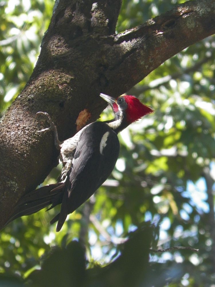 tn_253 woodpecker