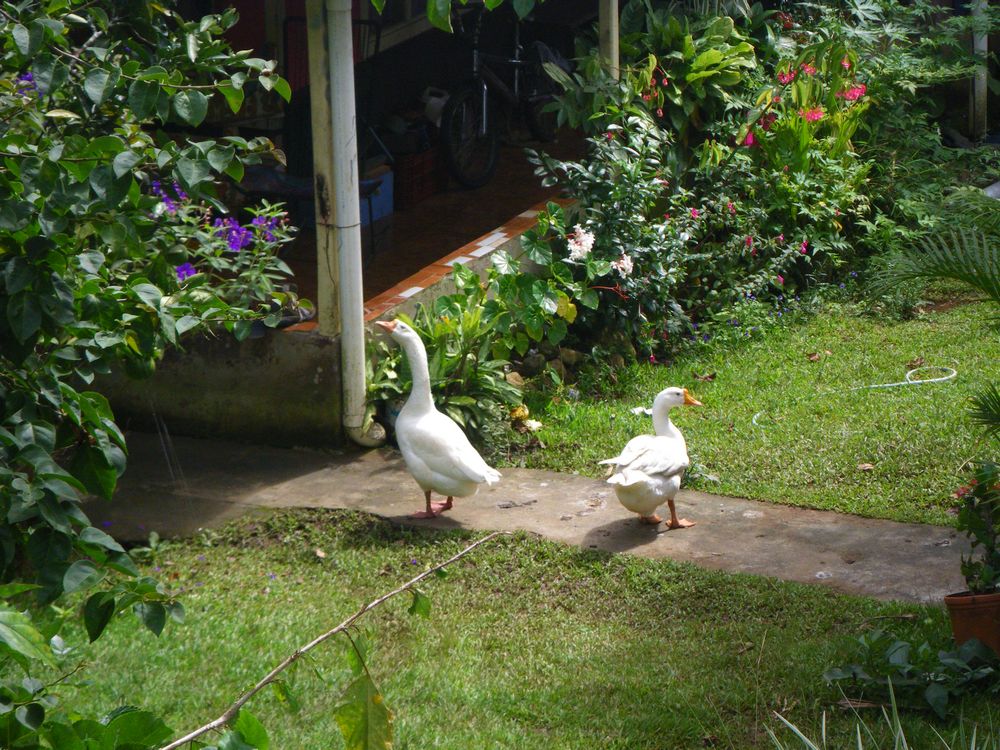 tn_257 Geese next door