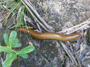 tn_224-Six-inch-long-millipied