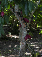 tn_255-Red-Cocoa-Plant