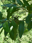 tn_300d-Humming-bird-nest