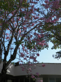 tn_434-Blossoms-near-the-Viazul-Station