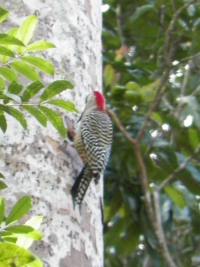 tn_449-Woodpecker