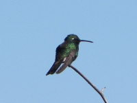 tn_496-Hummingbird