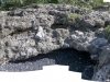 308-Incredible-fossils_thumb