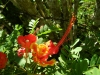 tn_181-Traveling-to-Baracoa-flower