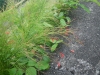 tn_245-Horsetails-in-blossom