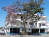 tn_348-Tree-in-Blossom-Santiago