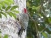 tn_449-Woodpecker