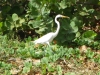 tn_661-White-heron-with-lizard