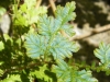 tn_86-the-blue-fern