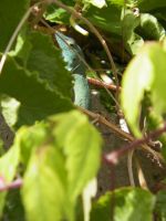 tn_136 Gecko among the vines