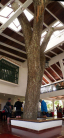 tn_135 tree through the roof of hotel moka