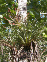 tn_140 Air plant in blossom