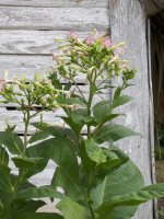 tn_40 Tobacco blossom