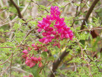 tn_702 Flowers after the fire Trinidad