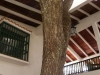 tn_135 tree through the roof of hotel moka