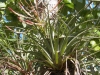 tn_140 Air plant in blossom