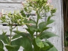 tn_40 Tobacco blossom