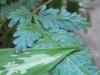 tn_50 Blue fern