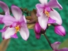 tn_52 Orchids