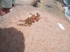 tn_612 Crab at Playa Giron