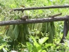 tn_71 Tobacco picked and drying