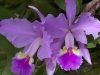 tn_84 orchid