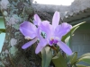 tn_97 Flowers